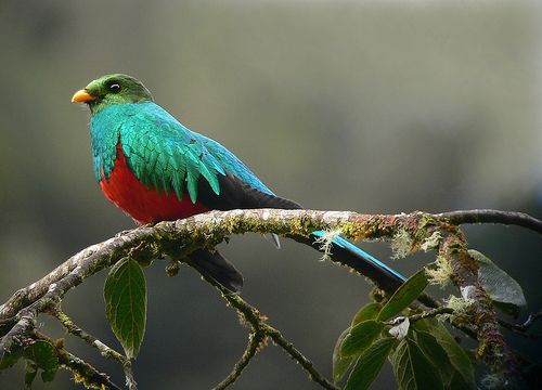 Golden-headed Quetzal, Pharomachrus auriceps. Abra Patricia,Perú.Photo:Juan Chalco